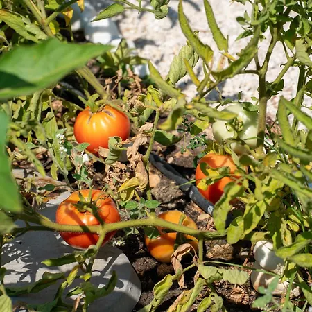 Villa Endless Blue Private Club Trapezaki (Kefalonia)